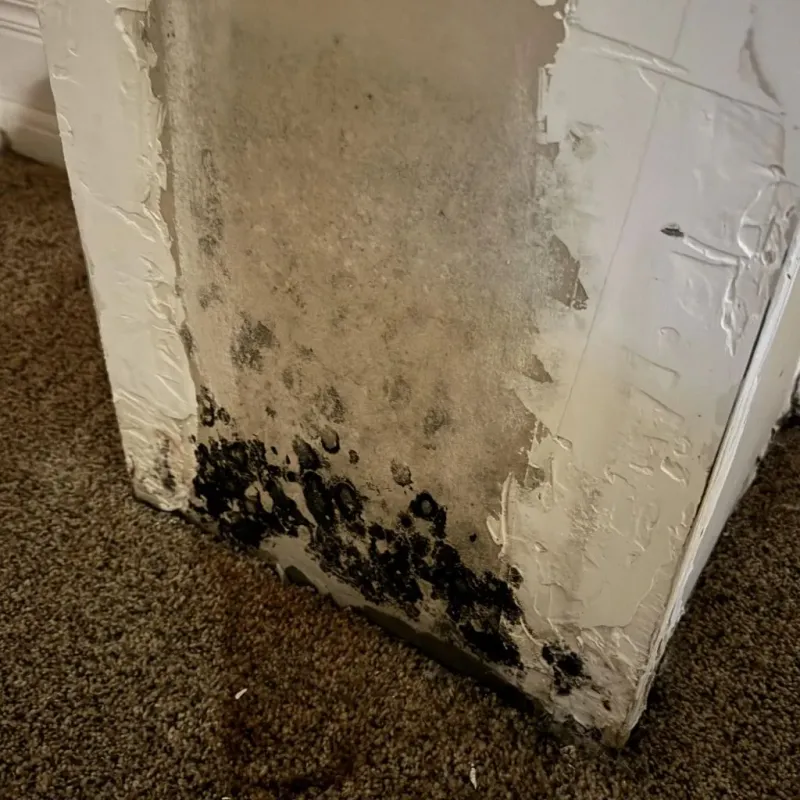 Professional Mold Removal in Cedarville, AR